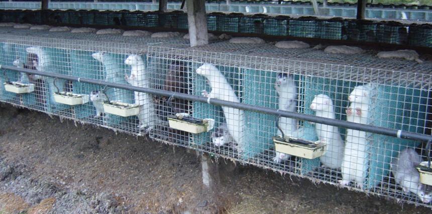 mink in cages