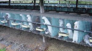 mink in cages