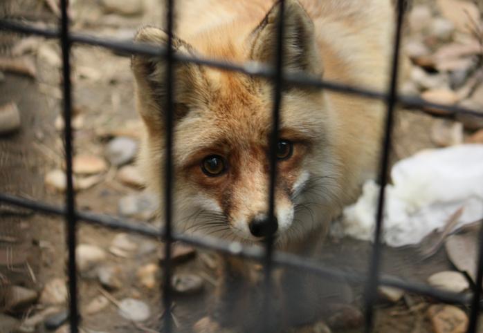A caged fox